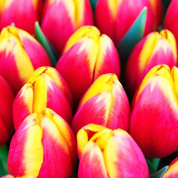 Fresh red and yellow tulips with green leaves- nature spring background. Soft focus and bokeh