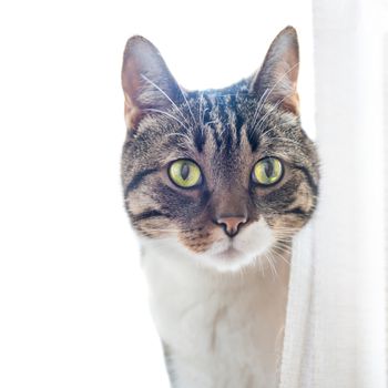 Little gray striped and curiously looking cat isolated on white background