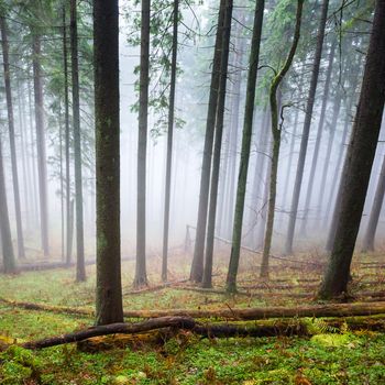 Mysterious fog in the green forest with pine trees