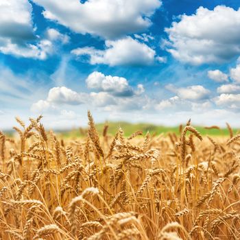 Gold wheat field fresh crop and blue sky with clouds