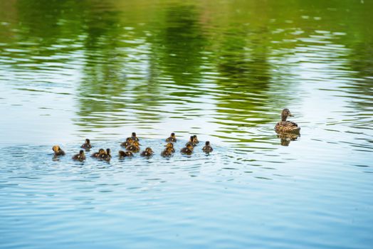 Duck family with many small ducklings swimming on the river