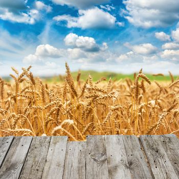 View from wooden bridge to gold wheat field fresh crop and blue sky with clouds