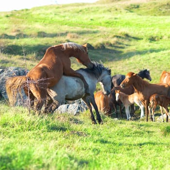 Stallion and mare mate on the field with green grass. Herd of horses