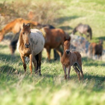 Herd of horses looking at camera on the field with green grass