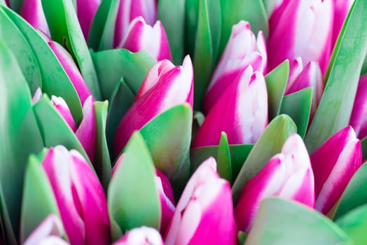 Pink and white tulips with green leaves- nature spring background. Soft focus and bokeh