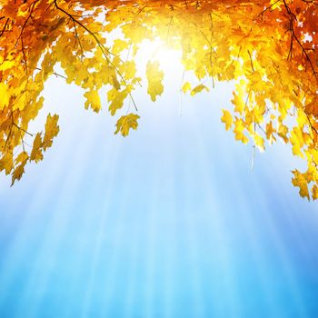 Golden, yellow and orange leaves under sunbeams from the blue sky. Autumn background