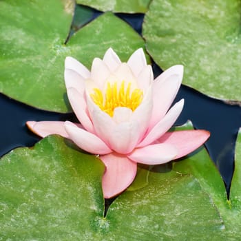 Beautiful pink water lily (Nymphaea alba) in the pond