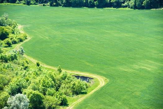 Green field of wheat with nearby forest and country road passing by