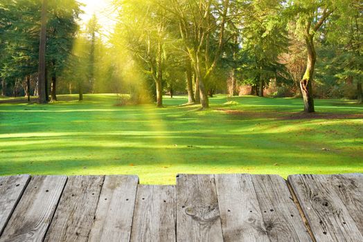 View from wooden surface to green park with trees. Lawn in under sunny light