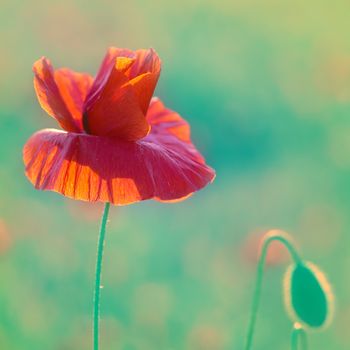 Field of beautiful red poppies with green grass