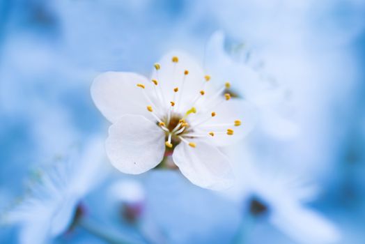 Spring blossoming white spring flowers on a tree against soft blue background