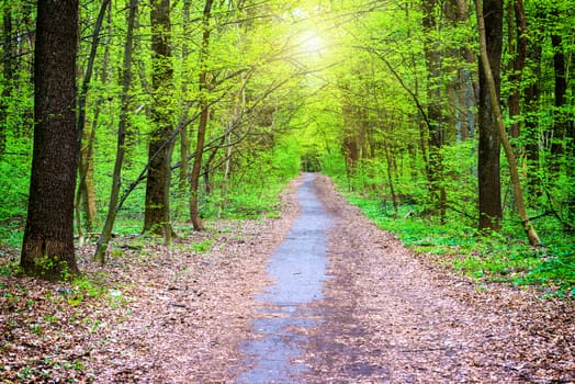 Sunny path in beautiful green park. Spring forest with green trees