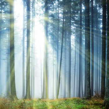 Mysterious fog in the green forest with pine trees