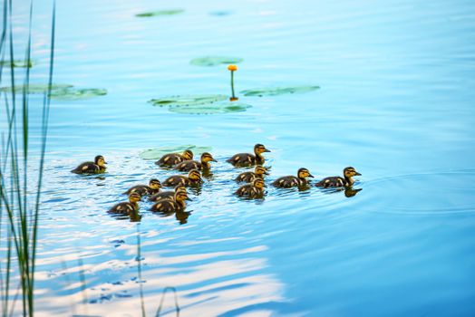 Duck family with many small ducklings swimming on the river