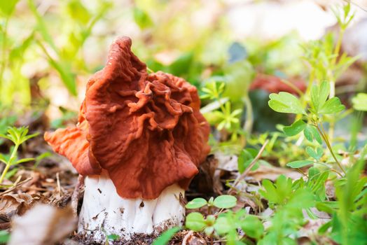 Mushroom (Gyromitra esculenta) in the forest. Macro shot