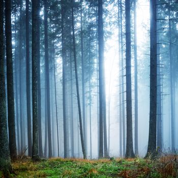 Mysterious fog in the green forest with pine trees