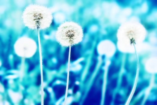 White dandelions on the lawn. Blue abstract landscape.