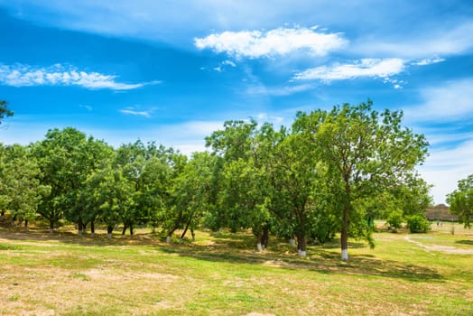 Green park with trees and blue sky on background