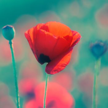 Red poppy on the meadow at sunset with soft bokeh background