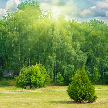 Green park with trees and grass. Sunny landscape with shining sun