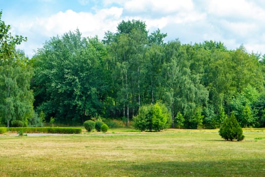 Green park with trees and grass. Sunny landscape