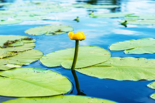 Yellow flower- water lilly in the pond