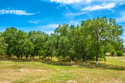 Green park with trees and blue sky on background