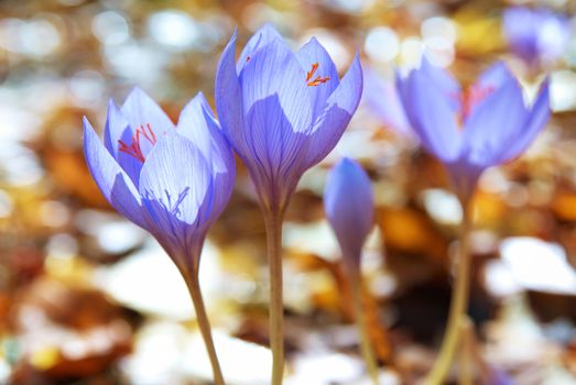 Blue flower crocus ligusticus (saffron) in the forest