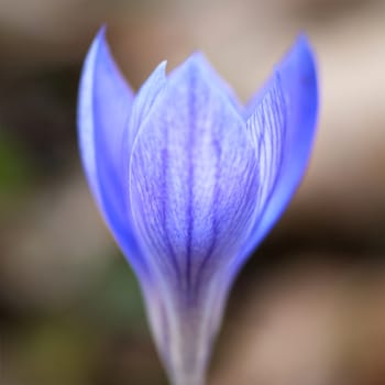 Blue flower crocus ligusticus (saffron) in the forest