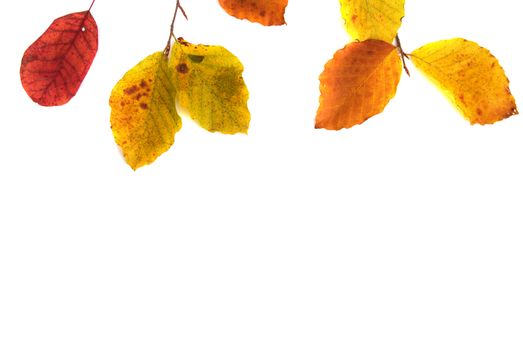 Autumn leaves isolated on white background