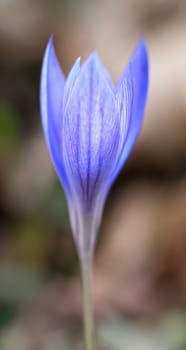 Blue flower crocus ligusticus (saffron) in the forest