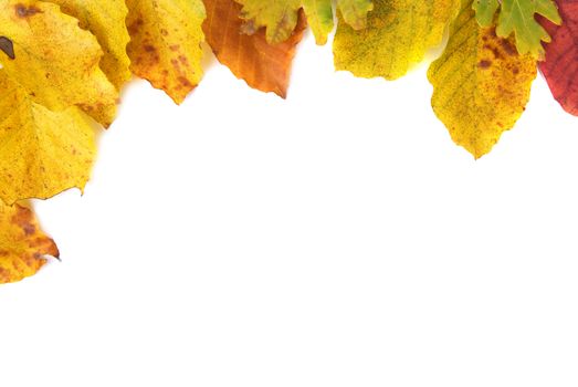 Autumn leaves isolated on white background