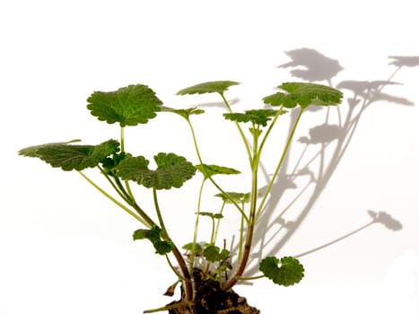 Red dead nettle (Lamium purpureum) medicinal weed.