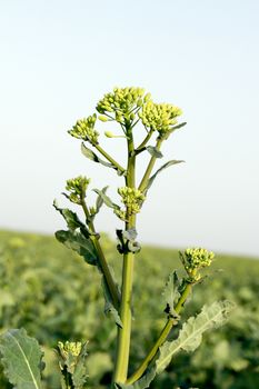 The canola plant buds in the spring before flowering.