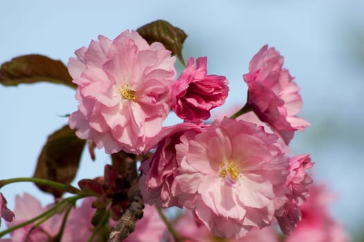 The ornamental cherry (Prunus subhirtella) parks spring flower.