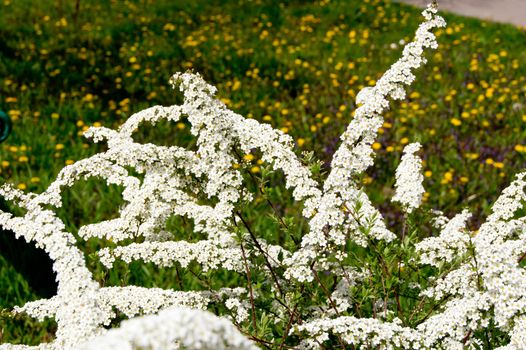 Spirea (Spiraea nipponica) in early spring in the park.