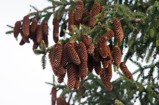 Many pine cones, pine trees in the room.