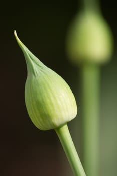 The giant ornamental onion (Allium giganteum) spring buds.