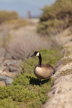 Canadian goose, Branta canadensis maxima, at the edge of a marsh in spring in Southern California, United States.