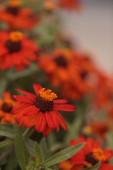 Red orange cosmos daisy blooms in a botanical garden in Laguna Beach, Southern California, United States