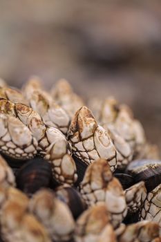 Gooseneck barnacle Pollicipes polymerus clusters cling to rocks with mussels in a tidal zone in Laguna Beach, California as the ocean seawater rolls in at high tide.