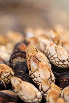 Gooseneck barnacle Pollicipes polymerus clusters cling to rocks with mussels in a tidal zone in Laguna Beach, California as the ocean seawater rolls in at high tide.