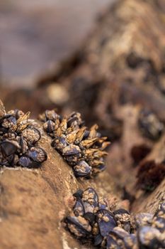 Gooseneck barnacle Pollicipes polymerus clusters cling to rocks with mussels in a tidal zone in Laguna Beach, California as the ocean seawater rolls in at high tide.