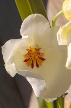 Macro of the deep red pattern on a white pansy orchid Miltoniopsis background in spring.