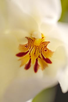 Macro of the deep red pattern on a white pansy orchid Miltoniopsis background in spring.