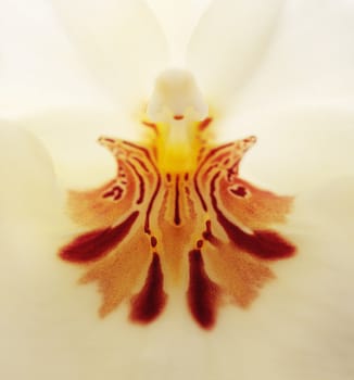 Macro of the deep red pattern on a white pansy orchid Miltoniopsis background in spring.