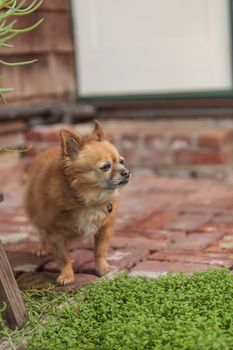 Pomeranian and Chihuahua mix dog explores the garden in Laguna Beach, California.