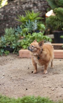 Pomeranian and Chihuahua mix dog explores the garden in Laguna Beach, California.