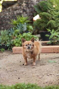 Pomeranian and Chihuahua mix dog explores the garden in Laguna Beach, California.