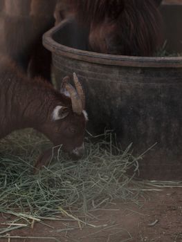 A pygmy goat eats hay next to his horse companion at a barn on a farm.